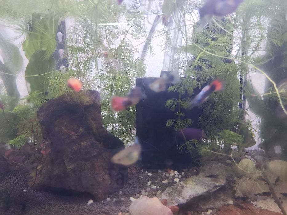 Guppies sortidos - diversas cores