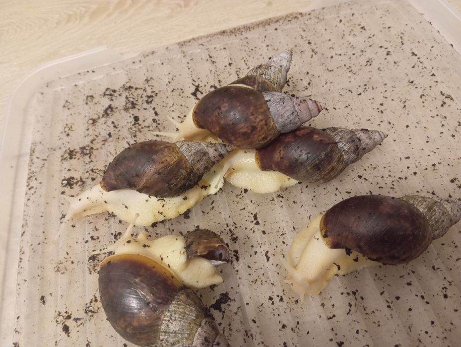 Ślimaki afrykanskie