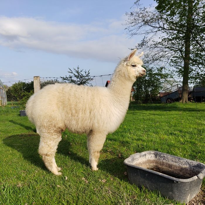 Samiec alpaki, alpaka samczyk