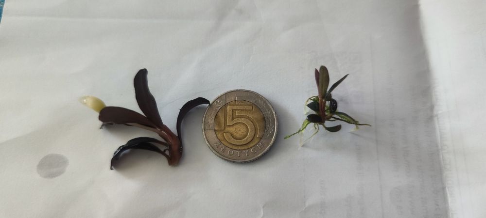 Bucephalandra Sp. Paris