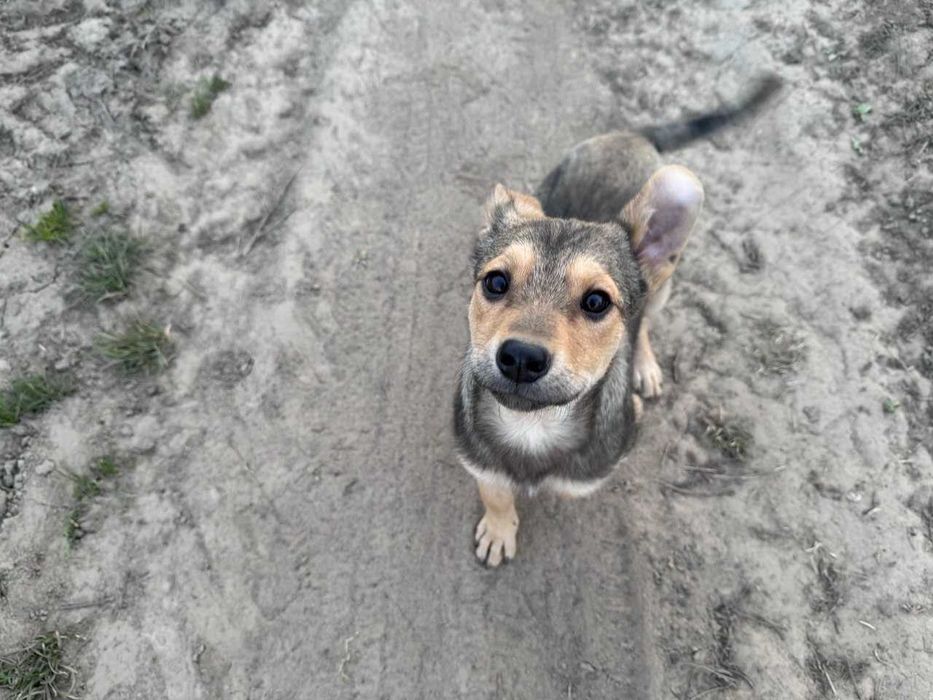 Боніта шукає дім