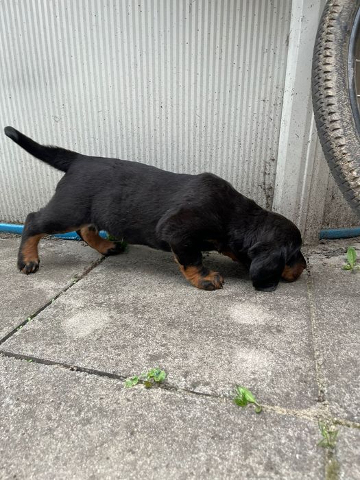 Szczeniaki  gonczy polski