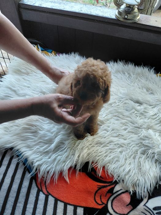 Maltipoo - suczka red
