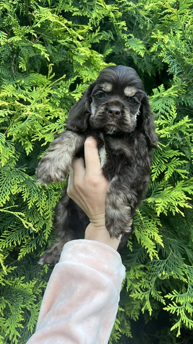 Американський Кокер Спаніель. Хлопчик. Два місяці.