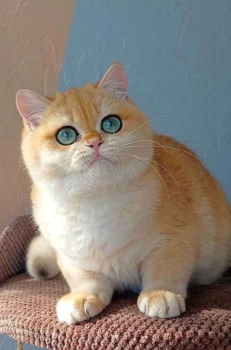 Британська золота шиншила. Чудовий , дуже красивий хлопчик