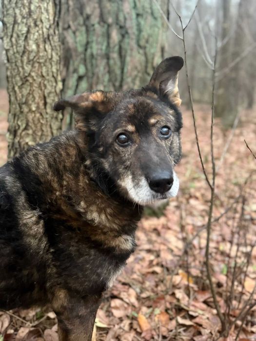 Zamiast łańcucha – kanapa. Zamiast samotności – dom