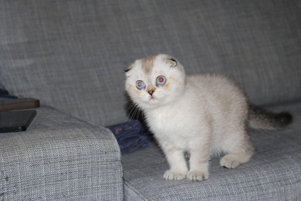 Gatinho scottish fold silver