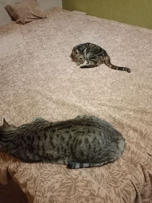 Кошенята.Хлопчик та дівчинка