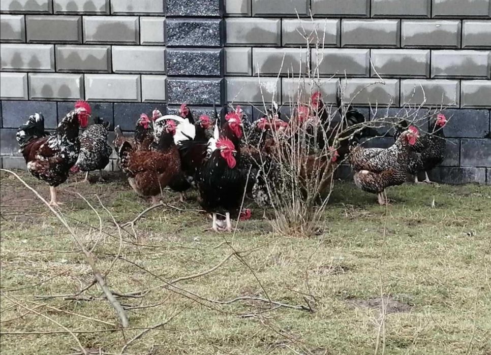 Кури несучки Лівенська Ситцева, Легорн Італійська несучка, інкубаційне