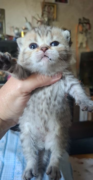 Шотландські кошенятка