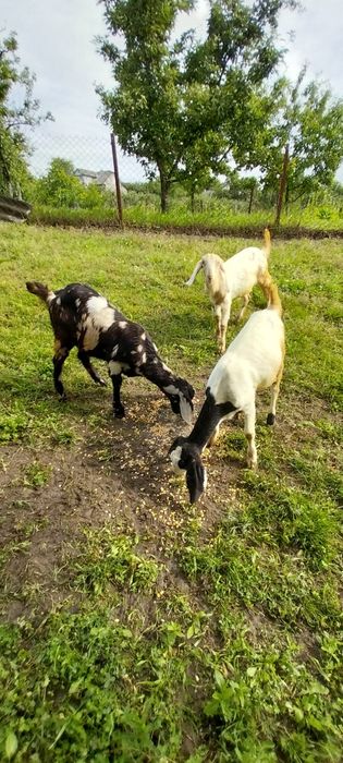 Продам англо-нубійських козичок кіз