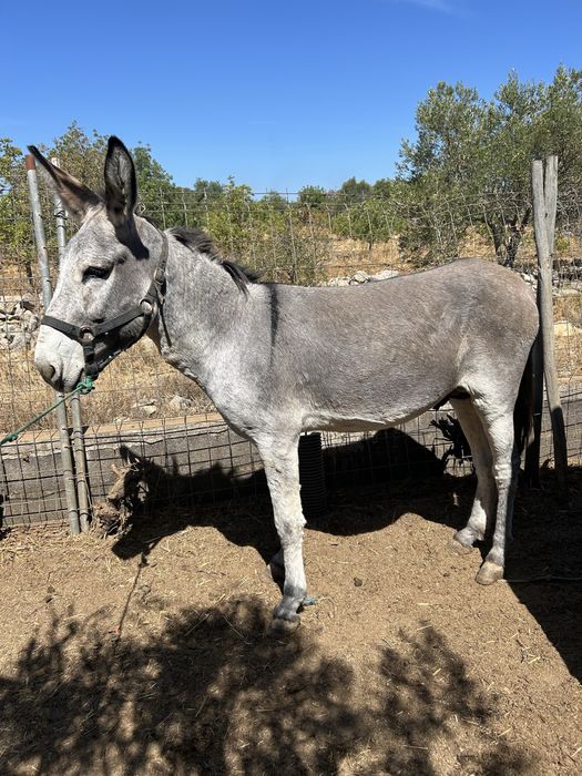 Burro montado e engatado