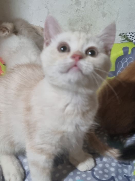 Вислоушки и прямоушка шотландские котята!