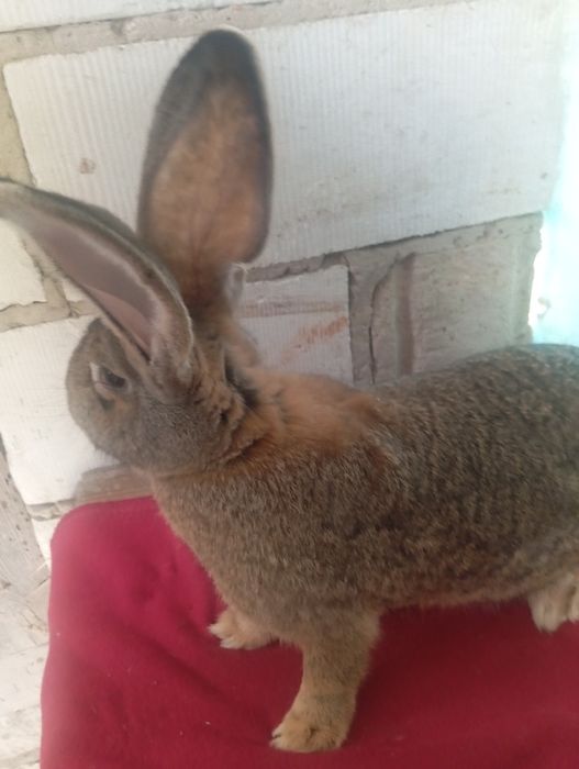 Olbrzym belgijski szary samczyk zamienię