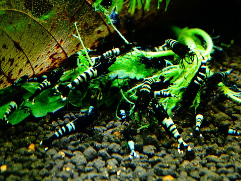 Krewetki Caridina Pinto Zebra Black ZAMIANA GRATIS PROMOCJA