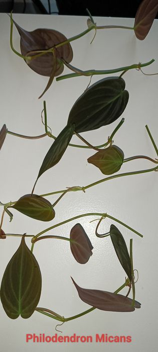 Epipremnum / philodendron