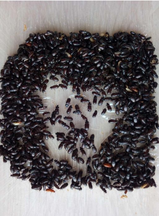 Продам кормовую культуру «жук знахарь» от 100 до 1000 штук