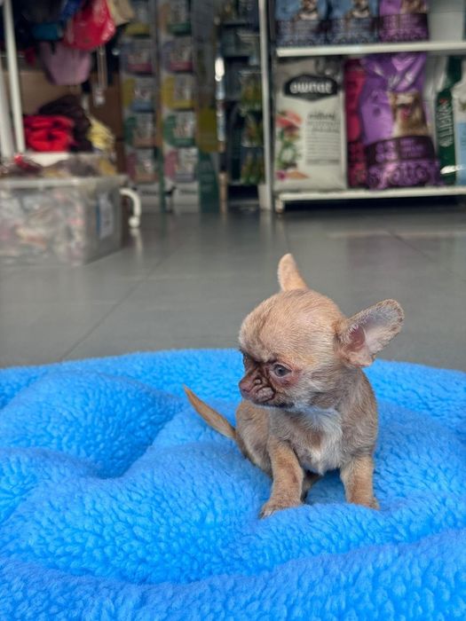 Chihuahua marle Mini