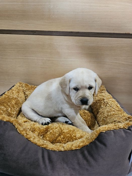 Labrador Retriever Macho