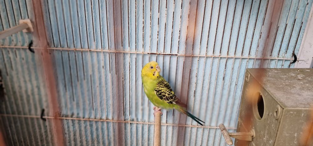 Vendo conjunto de pássaros