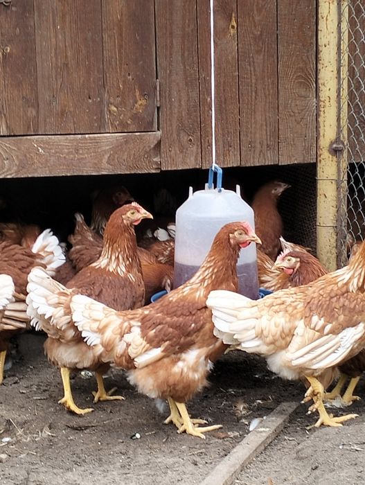 Ломан Браун. Несучка. Кури