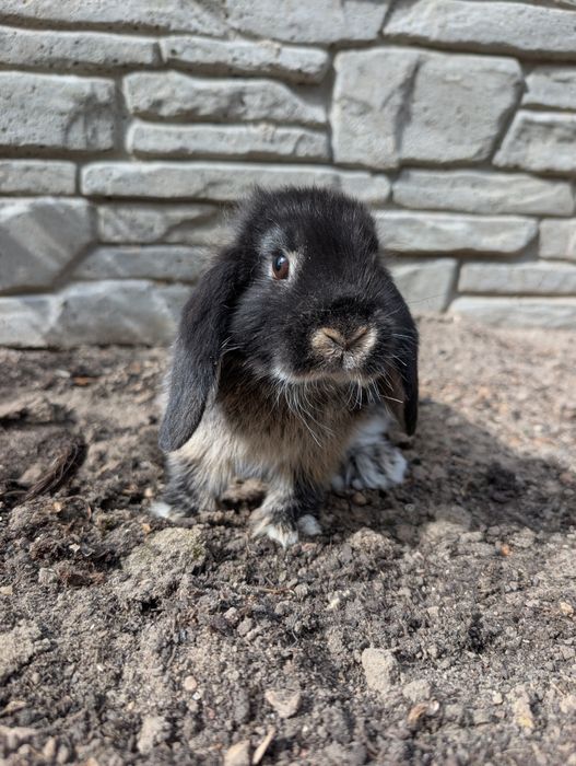Mini lop, baranek miniaturka, metryka