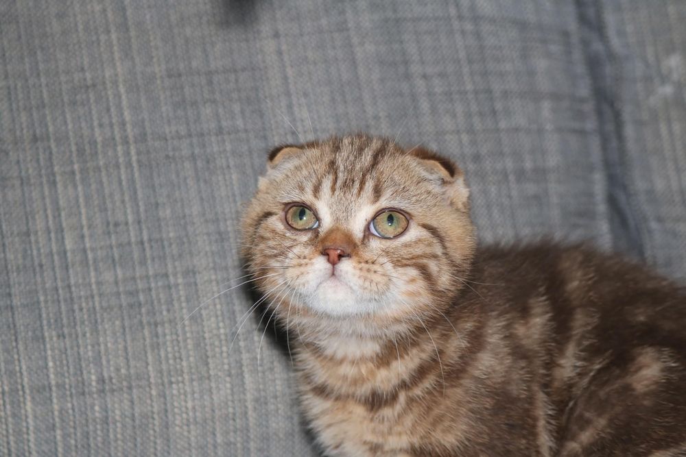 um gatinho scottish fold golden brown