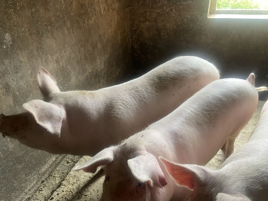 Продам свиню кабана