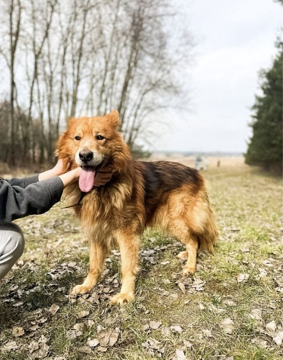 Adopcja, Cezar szuka domu