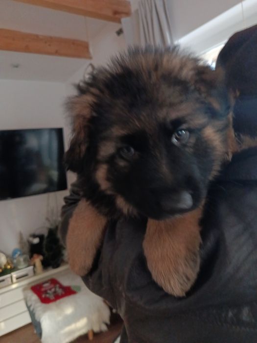 Owczarek niemiecki długowłosy