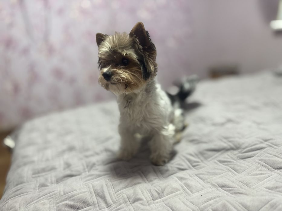 Вязка Хлопчик Бівер Йорк 2,5 роки, вага 2700/середній.Документів немає