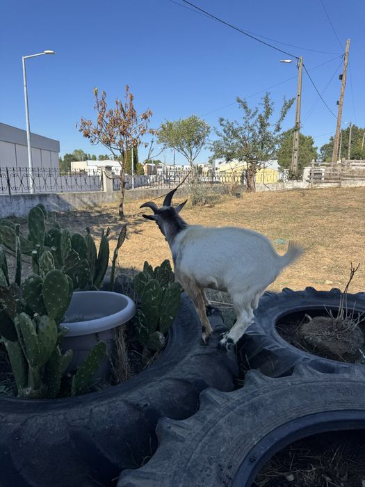 Cabras anãs procuram novo dono