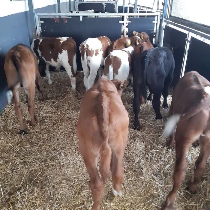 Cielaki odsadki byczki jałowki