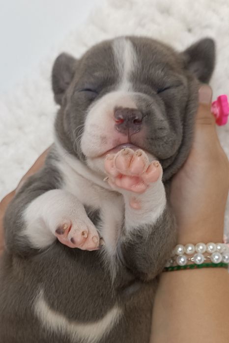 Nova Luna стафінька з такою харізмою,що меркнуть зірки.КСУ