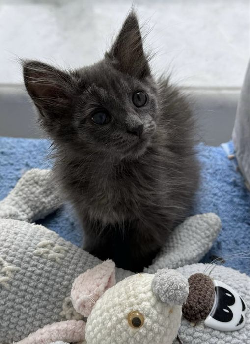 Кошеня маленька киця 3 міс