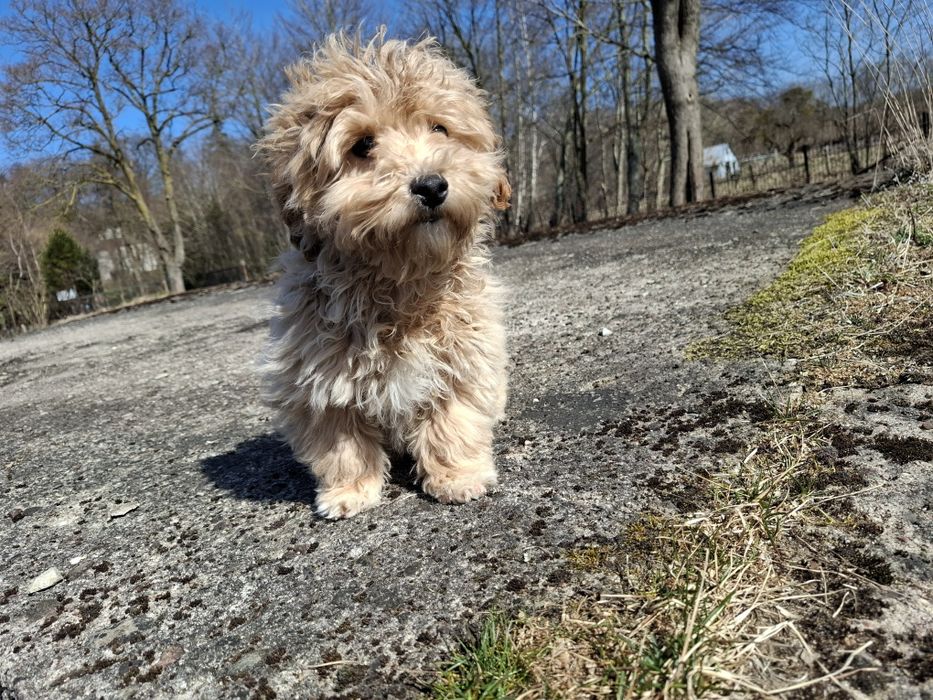 maltipoo szczeniak piesek
