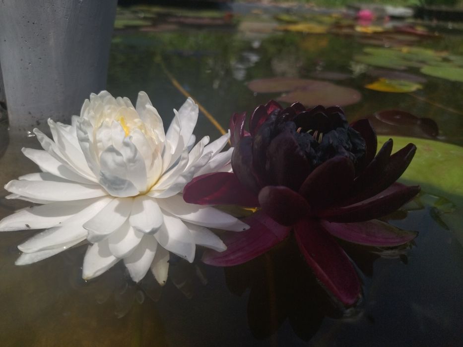 Нимфеи в прудик продам