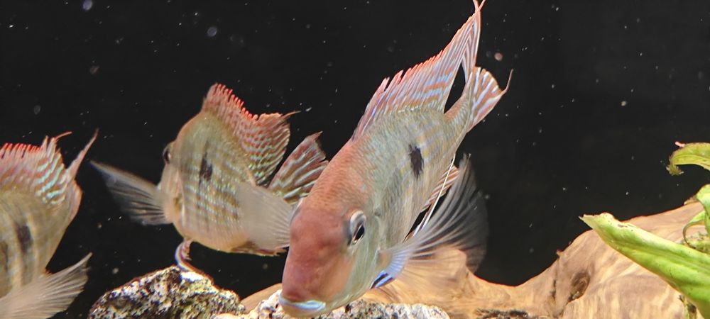 Ziemiojady geophagus Red head tapajos 3 sz