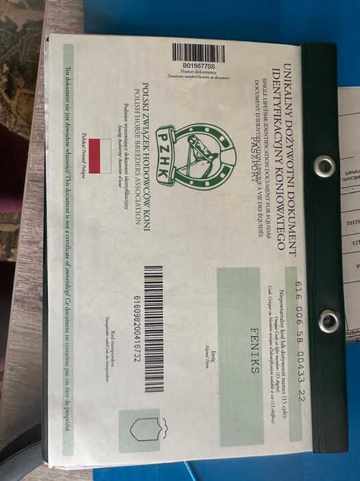 4 letni wałach małopolski