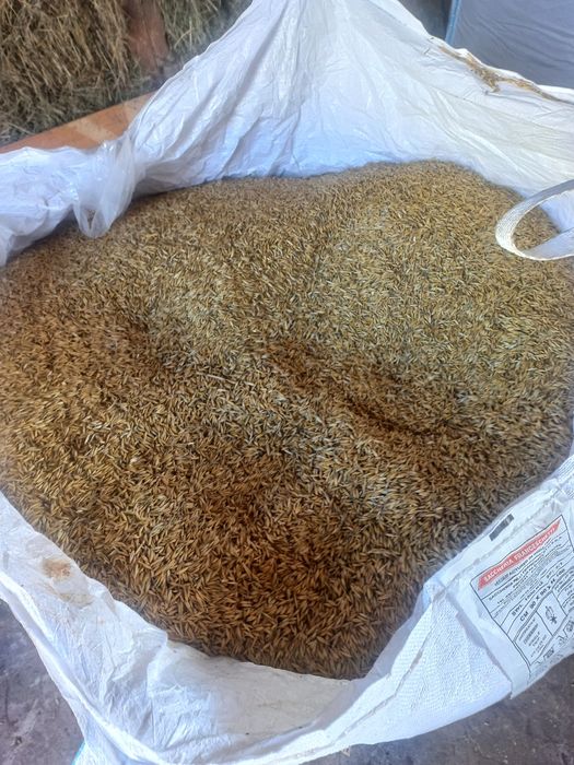 Siano w kostkach tegoroczne, owies