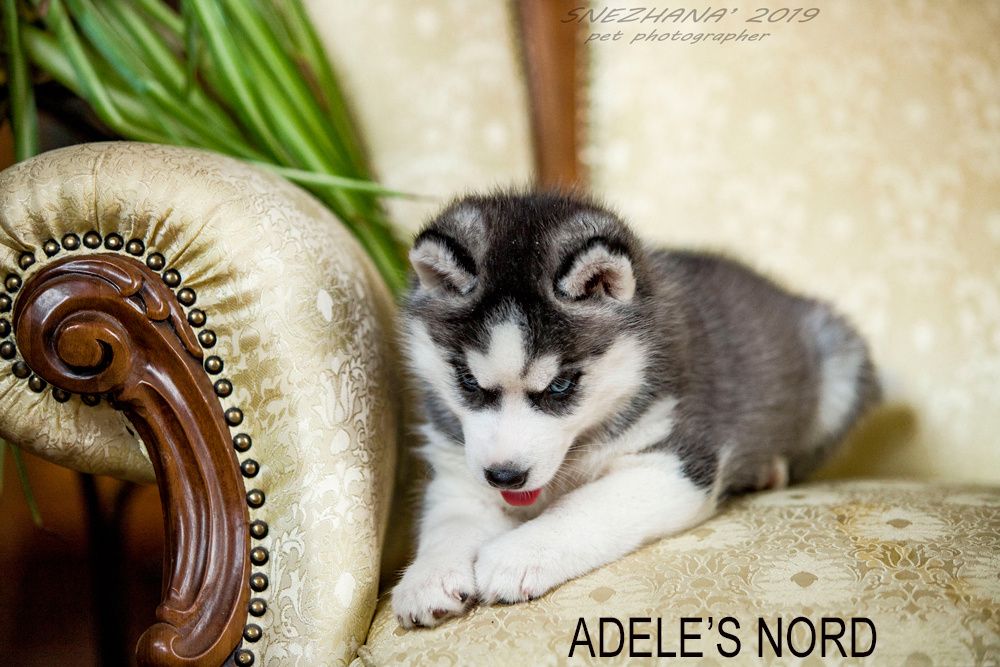 Щенки хаски , документы есть