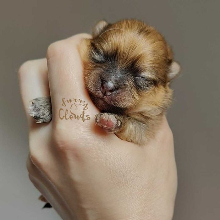 Pomeranian/Szpic miniaturowy ZKwP/FCI suczka