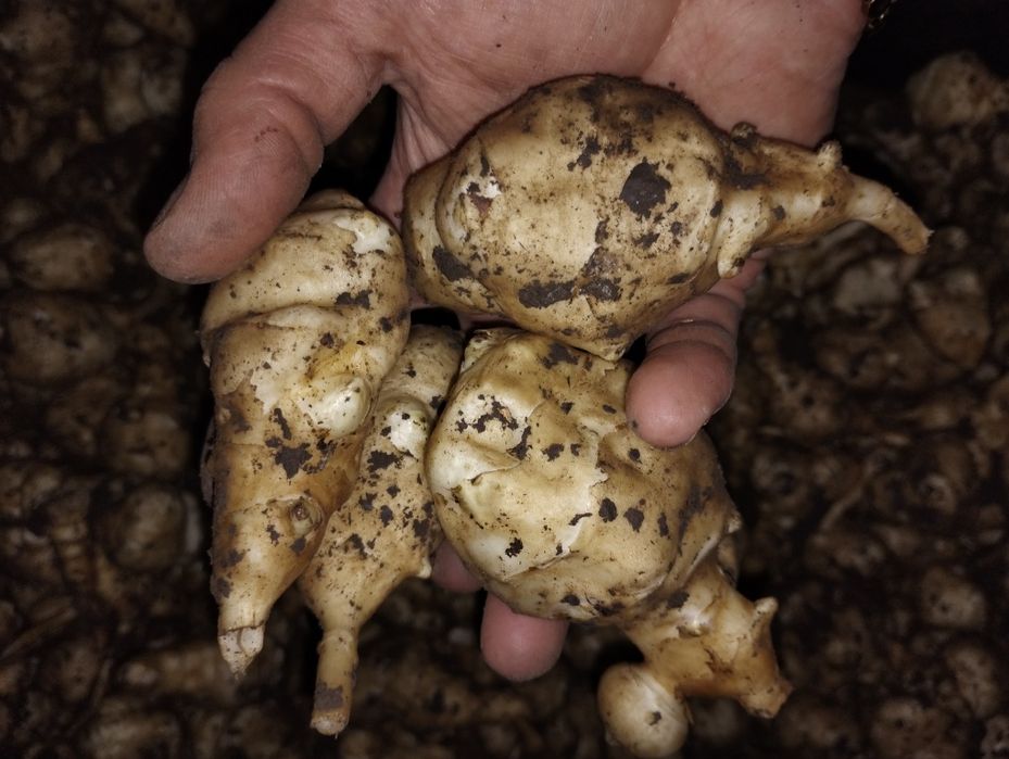 Топінамбур (земляна груша)