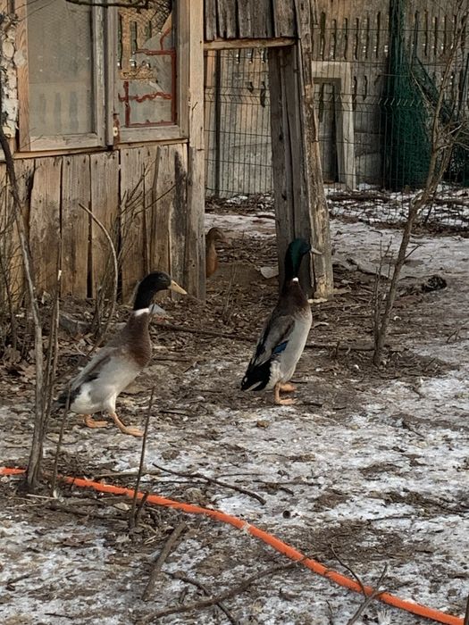 Biegusy indyjskie kaczory