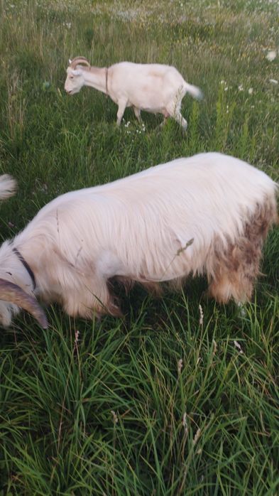 Продам козла хорошей породи