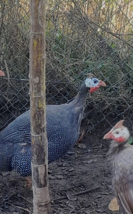 Perlice  2024 sprzedam