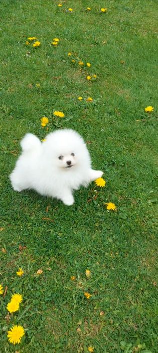 Piesek szpic miniaturowy Pomeranian