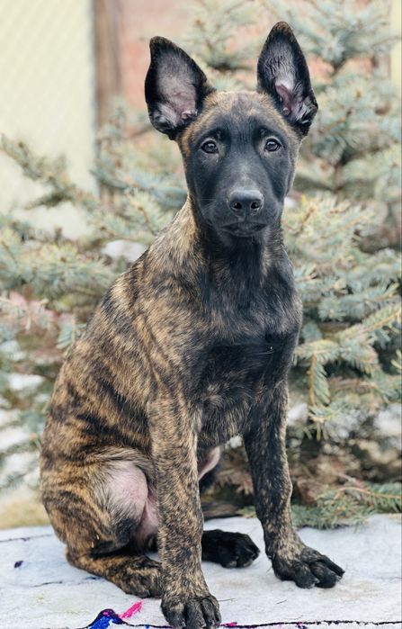 НЕ МАЛИНУА!!! - Хердер ( голландская овчарка)! Пацан! Рабочие линии!