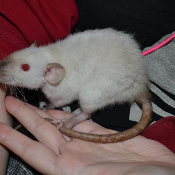 Сиамская крыса девочка дамбо рекс