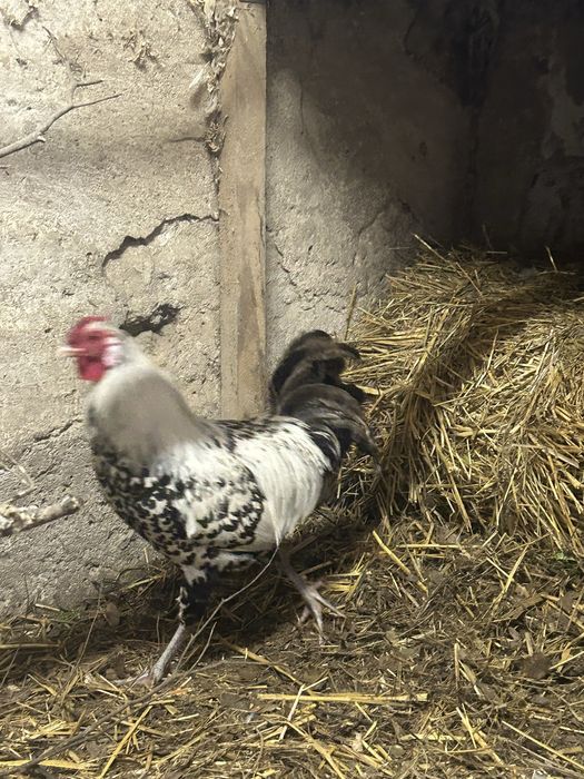 Kogut Hamburski roczny